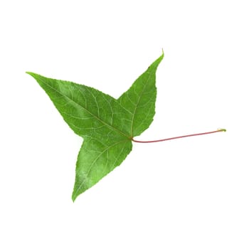 Dried maple leaves isolated on white background.