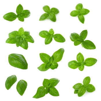 Close up of fresh green basil herb leaves isolated on white background. Sweet Genovese basil