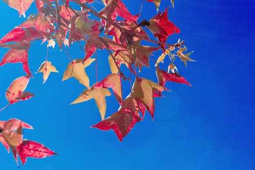Maple leaves in winter and the blue sky.