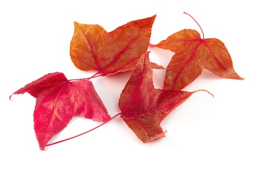 Dried maple leaves isolated on white background.