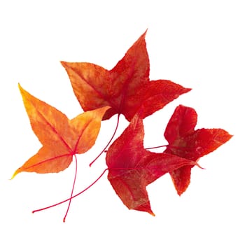 Dried maple leaves isolated on white background.