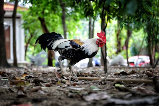 Chicken Digging for Food in the Park.