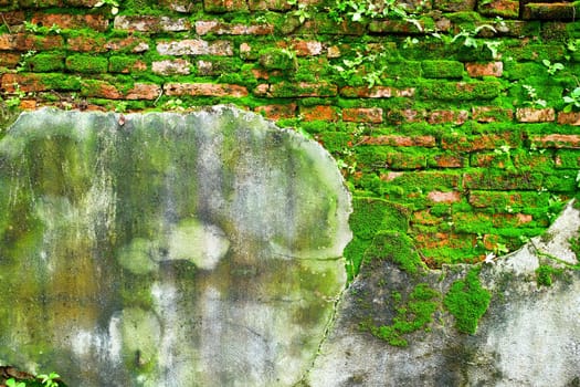 Green Moss on Old Brick Wall.