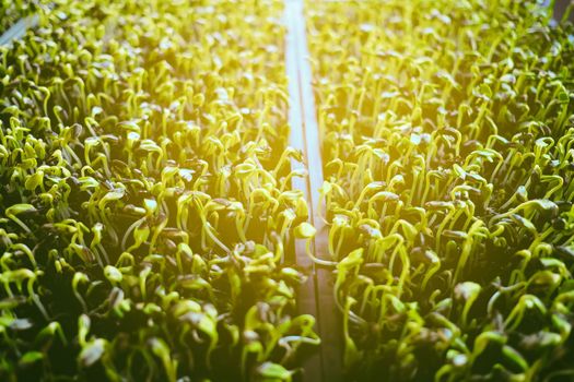 Sunflower Sprout with Ling Leak.