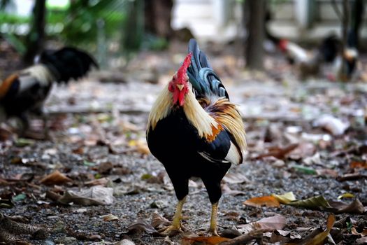 Chicken Standing in the Park.