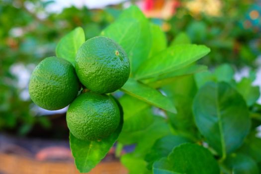 Lime Fruit Tree in Garden.