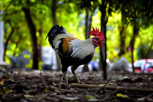 Chicken Standing in the Park.