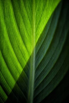 Green Leaf Background with Half Sunlight.