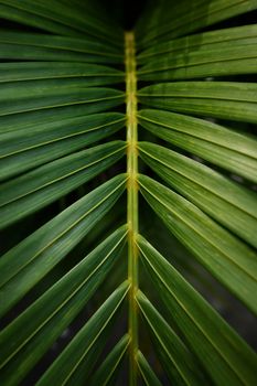 Palm Leaf Background in Dark Tone.