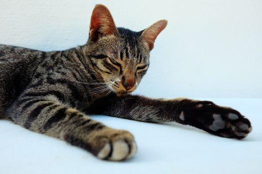 Sleepy Cat Lying on White Background.