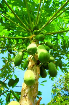 Papaya Tree in Garden.