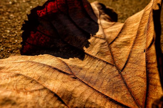 Close-up Dried Leaf on Ground with Sunrise Tone. (Selective Focus)