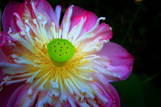 Close-up The Calyx of The Water Lily in Vintage Style.