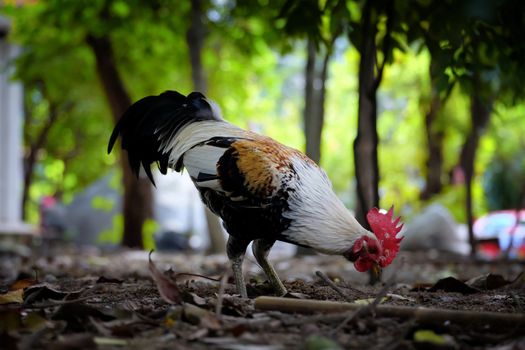 Chicken Digging for Food in the Park.