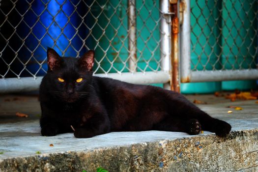 Black Cat Lying on Ground.