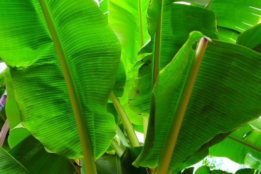 Bottom View of Banana Leaves. (Selective Focus)