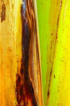 Banana Trunk Texture Background.