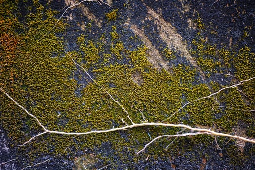 Green Moss Growing on Old Grunge Concrete Wall.