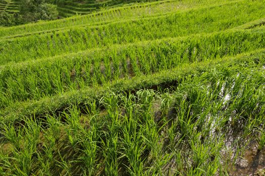 Rice field green grass landscape background. Rice fields terraces with fresh young rice in Penebel village in Tabanan. Jatiluwih rice terrace in Bali, Indonesia.