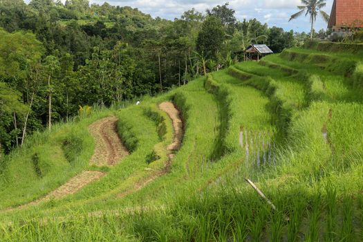 Rice field green grass blue sky cloud cloudy landscape background. Rice fields terraces with fresh young rice in Penebel village in Tabanan. Jatiluwih rice terrace in Bali, Indonesia.