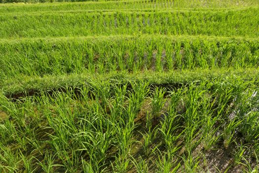 Rice field green grass landscape background. Rice fields terraces with fresh young rice in Penebel village in Tabanan. Jatiluwih rice terrace in Bali, Indonesia.