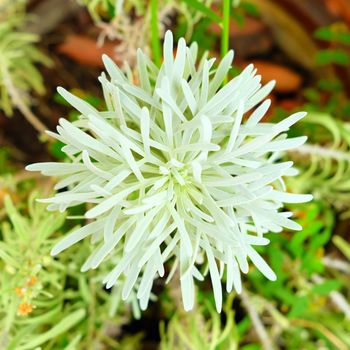Closed-up White Crossostephium Chinense Flower.