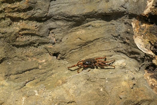 Beautiful colorful Sally Fish red Crab. Natural wildlife shot in San Cristobal, Galapagos. Crabs resting on rocks with dark background. Wild animal in nature. Close up with copyspace.