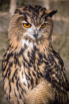 A European Eagle Owl looks quizzically down at something that it might eat.