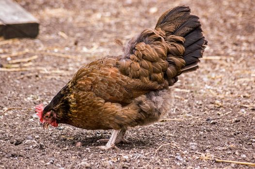 A brown hen pecking grain in a farm yard.