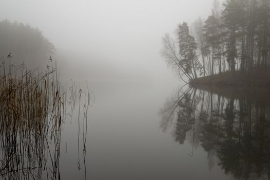 Reflections on a tranquil lake with autumn mist viewed past the branches of a tree in a serene atmospheric landscape