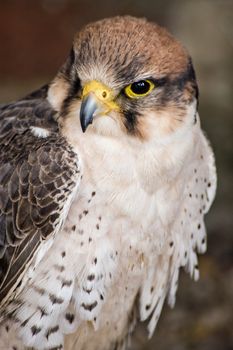 Portrait of a Lanner Falcon, latin name Falco biarmicus, bird of prey.
