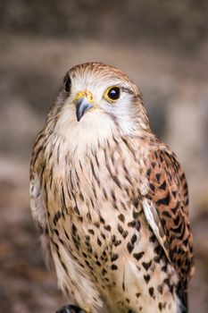 Portrait of a kestrel bird of prey, latin name Falco tinnunculus.