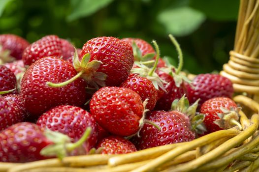 Basket full of luscious ripe red strawberries with stems in close up over a green spring meadow background