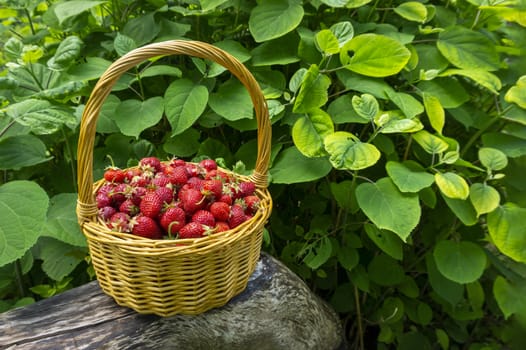 Rustic wicker basket with juicy ripe strawberries in a side view