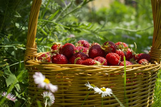 Rustic wicker basket with juicy ripe strawberries in a green meadow with flowering white daisies in spring in a close up side view