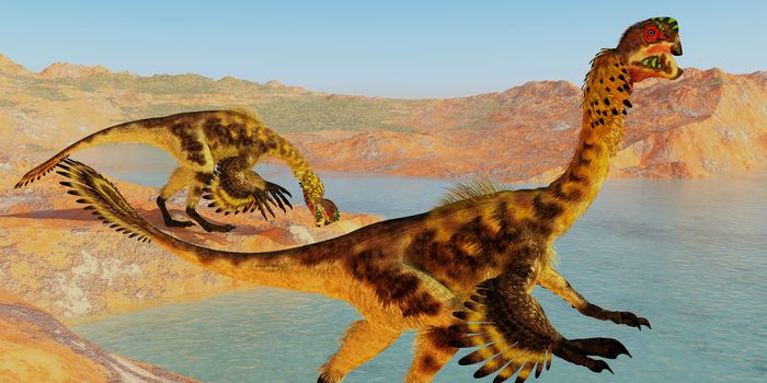 Citipati was a feathered velociraptor dinosaur that lived in the Cretaceous Period of Mongolia. 