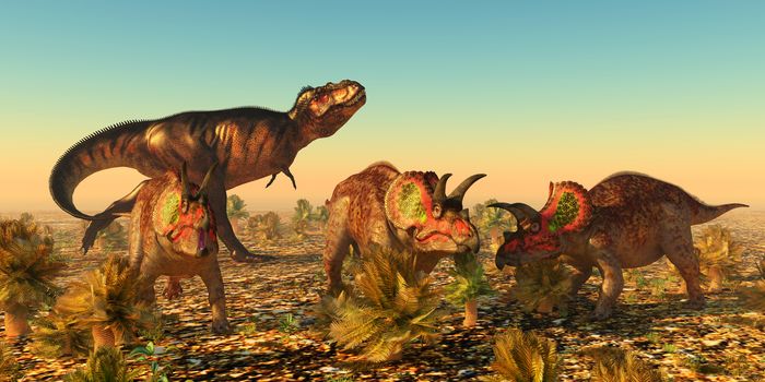A group of male Triceratops dinosaurs become alarmed as a Tyrannosaurus rex carnivore eyes them as prey in Jurassic North America. 