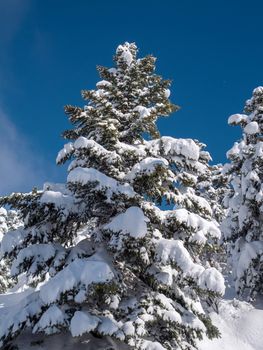 Fir trees covered with snow in Parnassos mountain in Greece