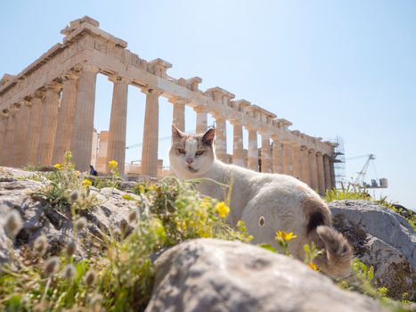 Beautiful cat at Parthenon temple in Acropolis hill, Athens, Greece