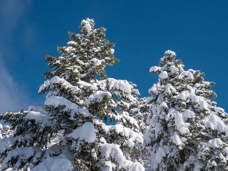 Fir trees covered with snow in Parnassos mountain in Greece