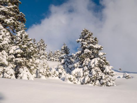 Landscape of a mountain with fir trees covered with snow in Greece