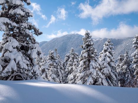 Fir trees covered with snow in Parnassos mountain in Greece