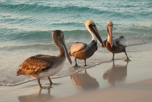 Beautiful pelicans by the sea at sunset. Varadero. Cuba.