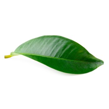 Mangosteen leaves isolated over a white background.