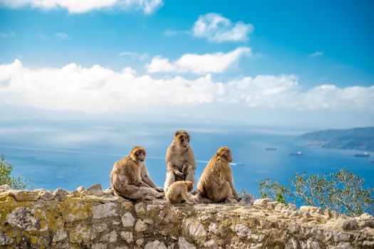 monkey family on the wall at a hiking path as attraction for tourists.