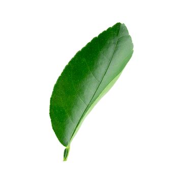 Citrus leaves isolated on a white background.