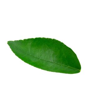 Citrus leaves isolated on a white background.