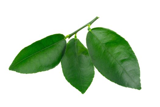 Citrus leaves isolated on a white background.