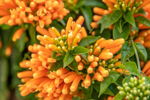 detail of orange flower with green leaves.