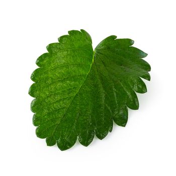 Green Strawberry Leaf isolated on white background